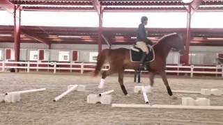 Cavaletti Training for the Dressage Horse [upl. by Ybab]