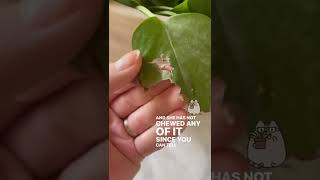 An easy way to save your house plants from your cat [upl. by Aloisia]