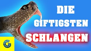 Die giftigsten Schlangen der Welt [upl. by Chandos]