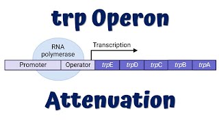 Attenuation in trp Operon Animation  Gene regulation in Prokaryotes [upl. by Odrarej432]