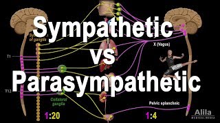 Autonomic Nervous System Sympathetic vs Parasympathetic Animation [upl. by Katrinka]