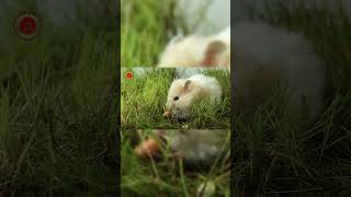 Real Hamster Sounds  High Quality  Cute Hamster Sound Experience  4K shorts [upl. by Spielman]