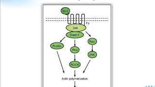 Wnt signaling pathway Creative Diagnostics [upl. by Arlan]