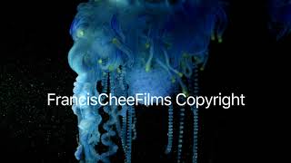 Physalis Species Blue Bottle Jellyfish Portuguese Man O War [upl. by Martreb]