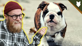 What To Do With A NEW ENGLISH BULLDOG PUPPY [upl. by Llenehc]