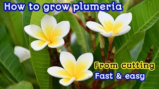 plumeria plant grow from cutting  grow plumeria flower plant cutting [upl. by Nhguavoj41]