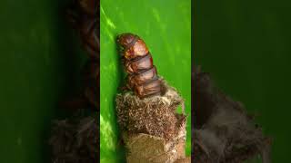 Did you know about bagworm moth caterpillar [upl. by Bethina143]