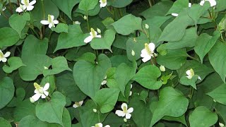 Houttuynia cordata  Medicinal Plants And Their Uses  IU MIEN TV2 [upl. by Prunella501]