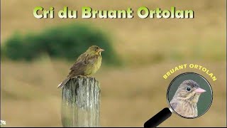 BRUANT ORTOLAN Cri [upl. by Eisus]