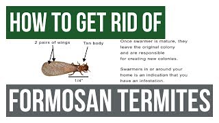 How to Get Rid Of Formosan Termites Guaranteed 4 Easy Steps [upl. by Matthia77]