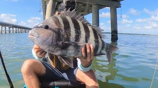 GIANT SHEEPSHEAD FISHING on BRIDGE PILINGS  HOW TO Catch and Cook [upl. by Eelrehpotsirhc]