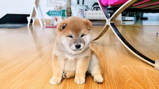 Shiba Inu Puppies Adorable Moments [upl. by Giark]