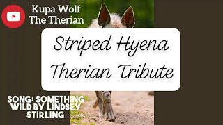 Striped Hyena Therian Tribute [upl. by Agnizn]