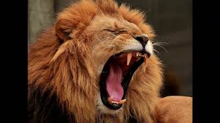 Lion Roar Sound Effect [upl. by Godard]