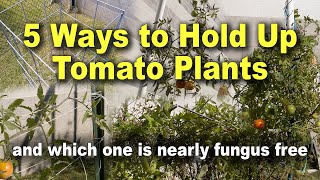 How To support Growing Tomato Plants [upl. by Trever]