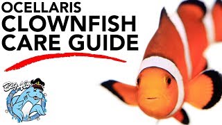 How to Care for Clownfish  BigAlsPetscom [upl. by Earej703]