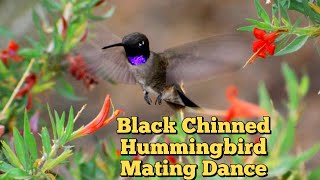 Black Chinned Hummingbirds Doing INCREDIBLE Mating Dance  Utah [upl. by Rann]