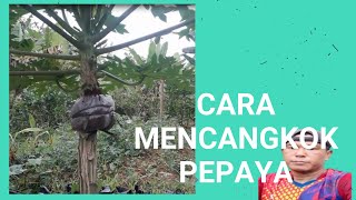 Cara Mencangkok Pepaya Part 1 [upl. by Yenahc]