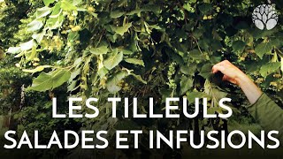 Les tilleuls en salades et en infusions [upl. by Holbrook]