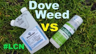 St Augustinegrass Doveweed Control Blindside vs Celsius Herbicide [upl. by Rasmussen185]