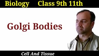 Golgi Bodies Golgi Apparatus its structure and functions class 9 and 11 [upl. by Manno537]