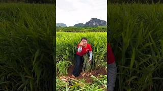 Amazing High Yielding Farming  Beautiful Fresh Organic Ginger shorts satisfying [upl. by Ube]