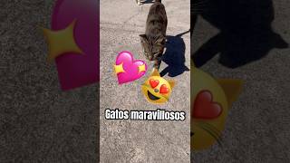 Desliza si soy feo 😻💒😻 dog mascotas perritos perros perro pug pet cutedog puppy tiktok [upl. by Helbon]