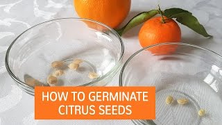 How To Germinate Citrus Seeds  Grow Citrus Trees From Seed [upl. by Ahsai]