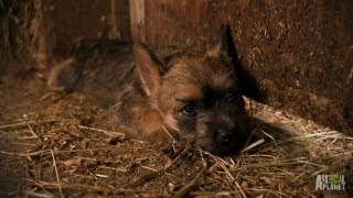 Cairn Terriers  Too Cute [upl. by Dickson]