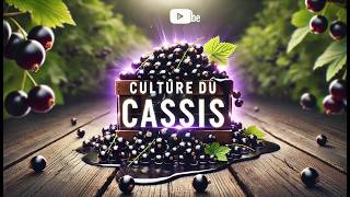 🌱 Culture du Cassissier  De la Plantation à la Récolte Guide avec Schémas de Taille [upl. by Ettenay47]