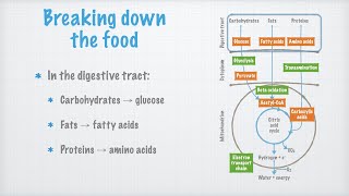 Catabolic Processes [upl. by Dranyl119]