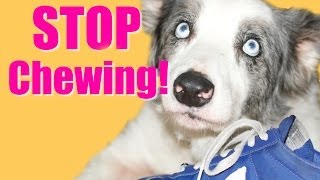 How to Teach Your Puppy or Dog to Stop Chewing [upl. by Onairam966]