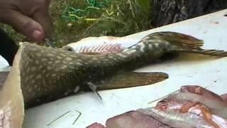 Filletting and Deboning Northern Pike Jack fish [upl. by Haldan873]