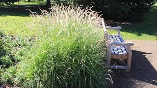 Pennisetum Fairy Tails  Evergreen Fountain Grass [upl. by Filipe]