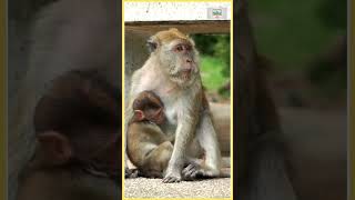 Funny Sounds Of Monkey  Squirrel Monkey  Monkey Sounds For Toddlers amp Babiesshortsvideo shorts [upl. by Naitsabas]