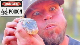 HOW TO CLEAN A BLOWFISH THE RIGHT WAY NORTHERN PUFFER [upl. by Notxam]