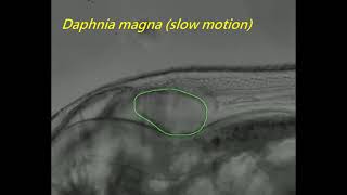 Daphnia magna heart beat video tracked by Mask RCNN [upl. by Linetta]