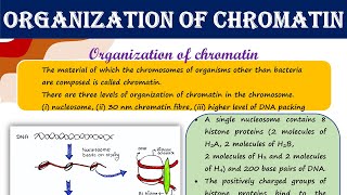 Organization of chromatin  nucleosome  30 nm chromatin fibre  higher level of DNA packing [upl. by Esinek]