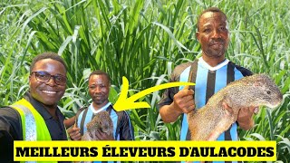 L’élevage des aulacodes est plus rentable que le poulet [upl. by Eerrehc]