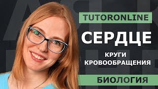 Сердце Круги кровообращения  Биология  TutorOnline [upl. by Odelia]