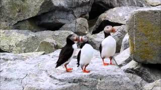 Visiting The Puffins  Machias Seal Island Canada [upl. by Ahsiela]