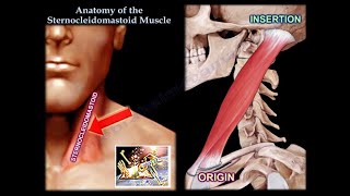 Anatomy Of The Sternocleidomastoid Muscle  Everything You Need To Know  Dr Nabil Ebraheim [upl. by Nahtnoj97]