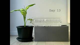 DIY plant watering system for vacations  One month timelapse [upl. by Anne-Marie]