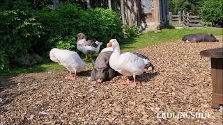 Erdlingshof Hängebauchschwein Bonnie und ihre Bodyguards [upl. by Oigroeg]