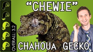 Chahoua quotChewiequot Gecko The Best Pet Lizard [upl. by Bazil633]