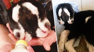 2Headed Goat Born to Shocked Wisconsin Farmers [upl. by Pardew]