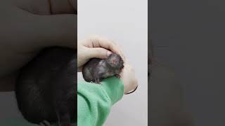 Tame black Roof Rat with white spotting a domesticated quotwild ratquot [upl. by Eetsirhc126]