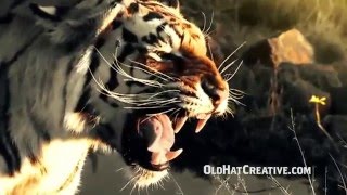 Towson Tigers Basketball Intro • 201516 [upl. by Cinemod]