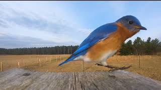 Bluebird Flying in Slow Motion [upl. by Hayyifas]