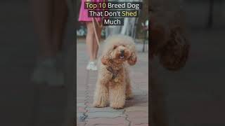 Top 10 Dog Breed That Dont Shed MuchHypoallergenic shorts dog [upl. by Schuyler]